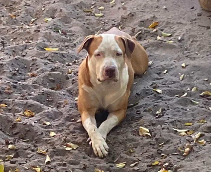 Cachorro ra a Pit-Bull idade 2 anos nome Zeca