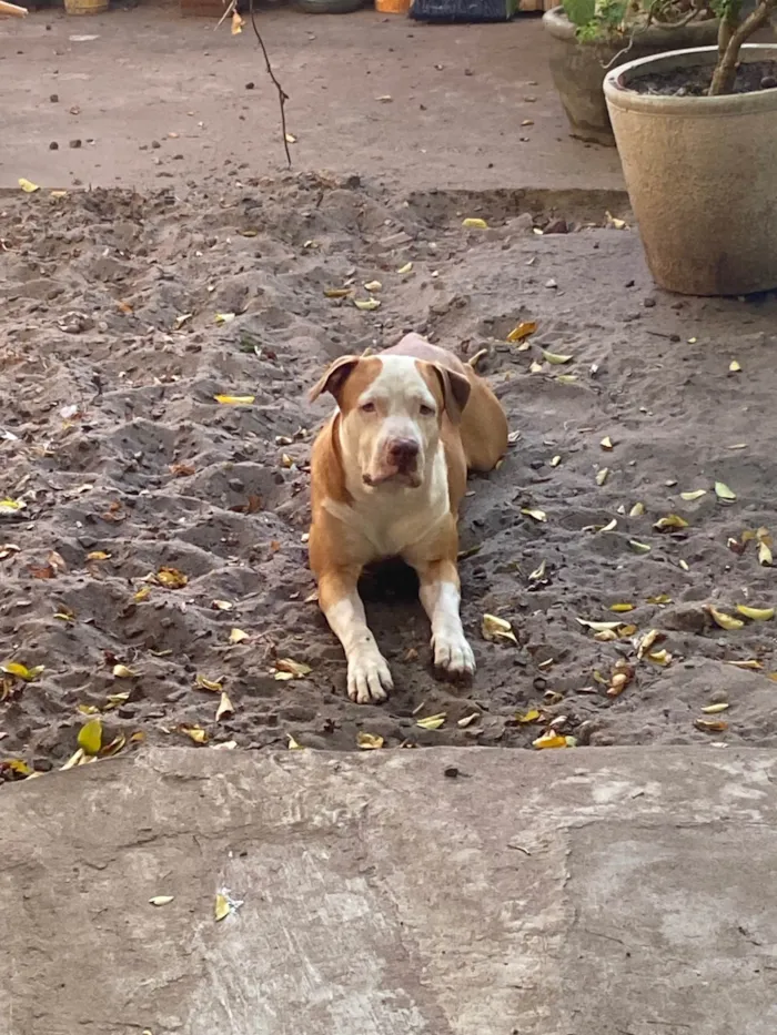 Cachorro ra a Pit-Bull idade 2 anos nome Zeca