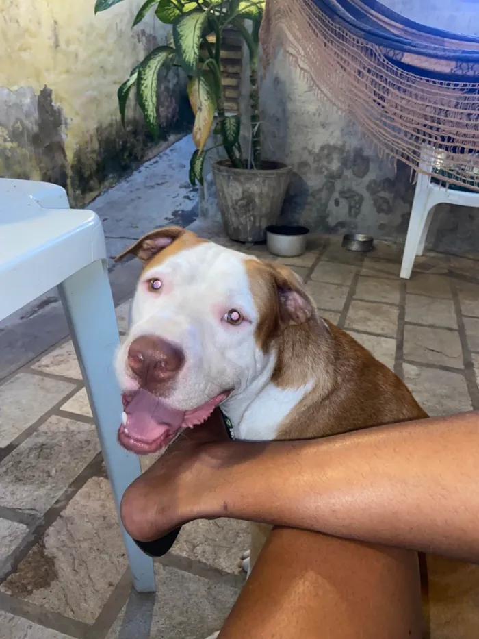 Cachorro ra a Pit-Bull idade 2 anos nome Zeca