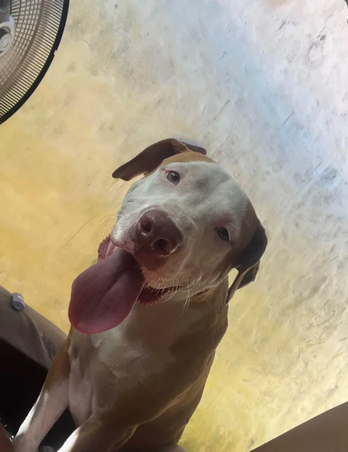 Cachorro ra a Pit-Bull idade 2 anos nome Zeca