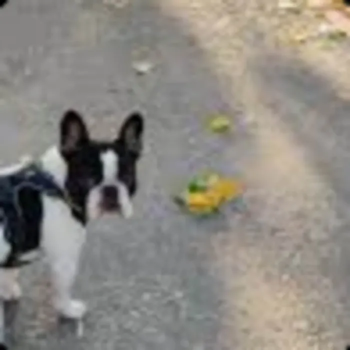 Cachorro ra a Fox Terrier idade 7 a 11 meses nome Sem nome 