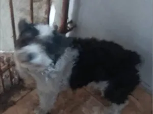 Cachorro raça Fox Terrier idade 7 a 11 meses nome Sem nome 