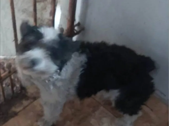 Cachorro ra a Fox Terrier idade 7 a 11 meses nome Sem nome 