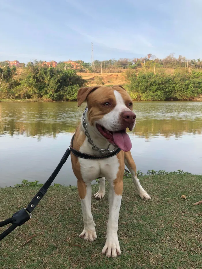 Cachorro ra a Pit-Bull idade 5 anos nome Coringa 