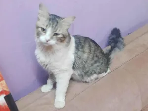 Gato raça SRD-ViraLata idade 2 anos nome Tom