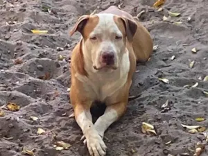 Cachorro raça Pit-Bull idade 2 anos nome Zeca