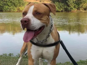 Cachorro raça Pit-Bull idade 5 anos nome Coringa 