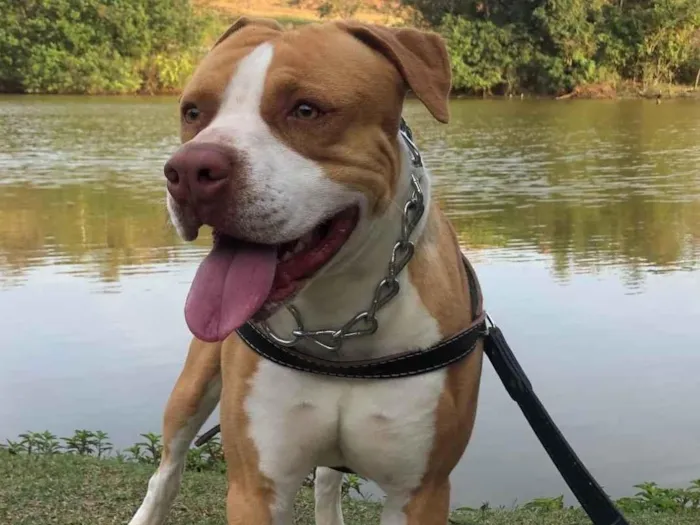 Cachorro ra a Pit-Bull idade 5 anos nome Coringa 