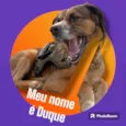 Conheça o Duke, 3 anos ??