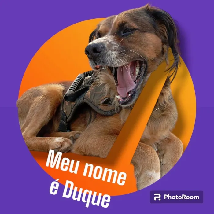 Cachorro ra a Pastor Alemão idade 3 anos nome Conheça o Duke, 3 anos ??