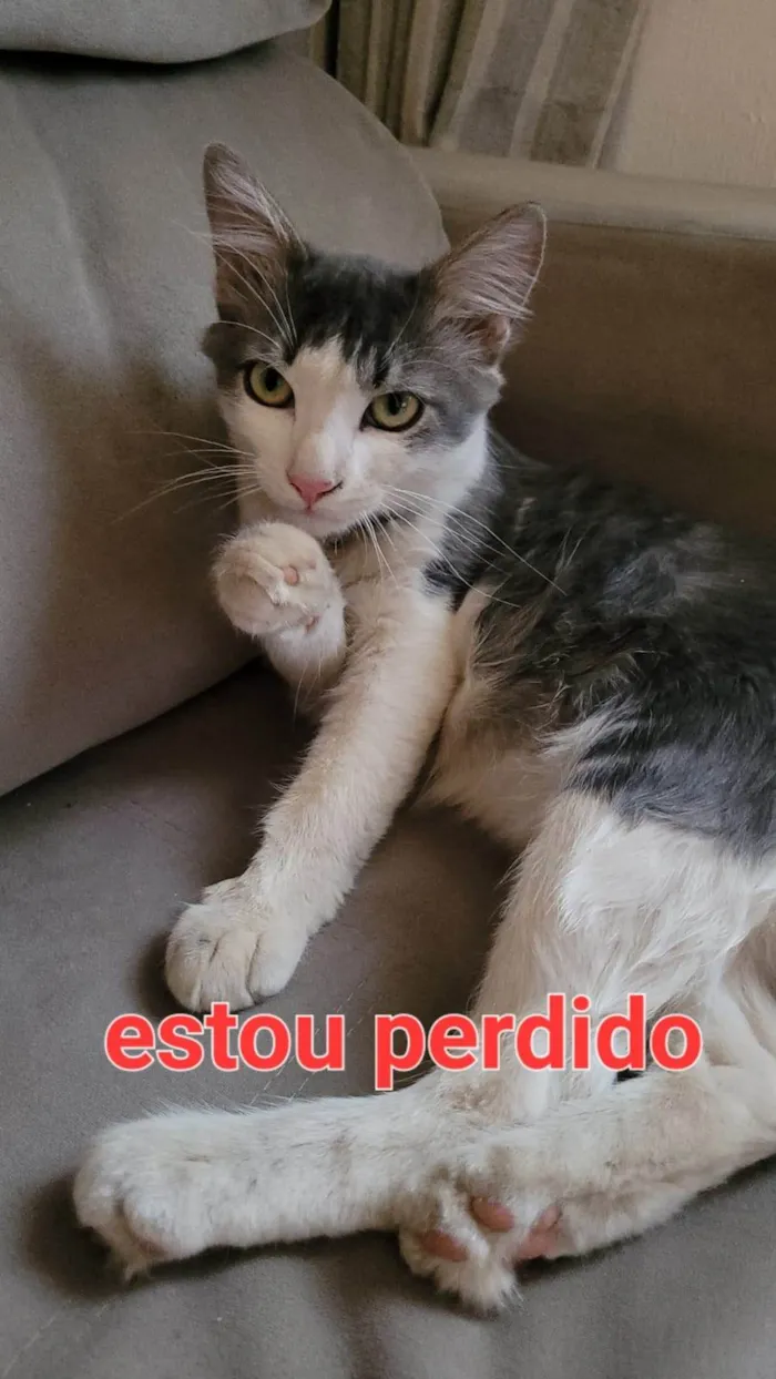 Gato ra a SRD-ViraLata idade 2 a 6 meses nome MAX