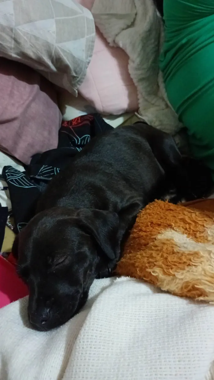 Cachorro ra a SRD-ViraLata idade 2 a 6 meses nome Lunna 