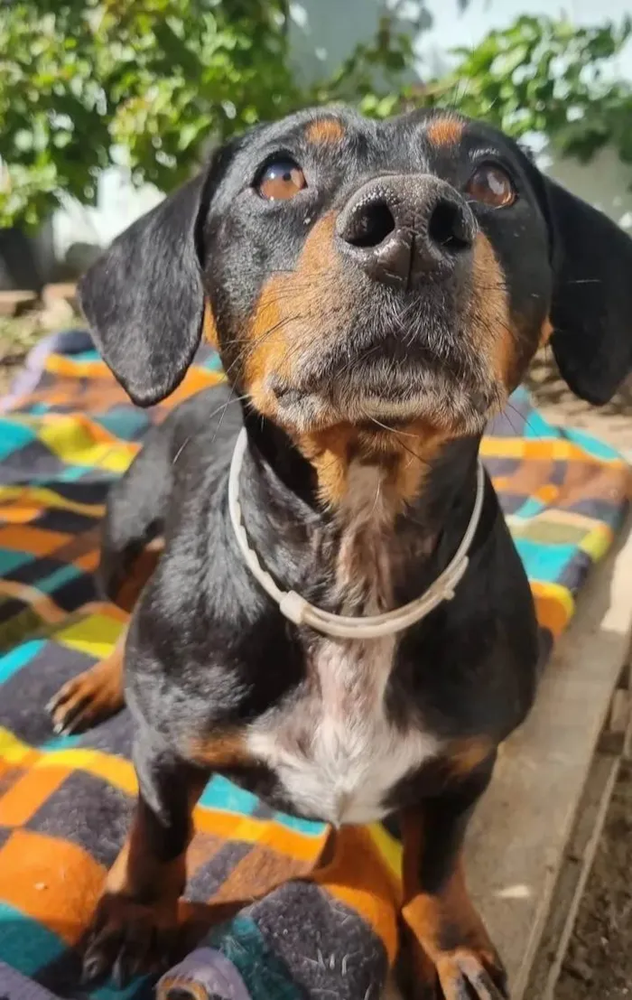 Cachorro ra a SRD-ViraLata idade 5 anos nome Camões 