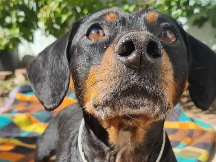 Cachorro ra a SRD-ViraLata idade 5 anos nome Camões 