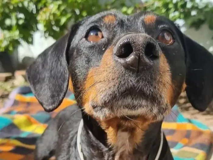 Cachorro ra a SRD-ViraLata idade 5 anos nome Camões 