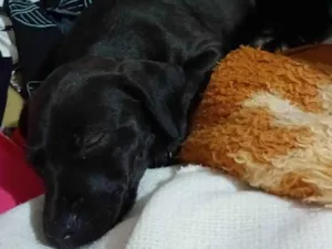 Cachorro raça SRD-ViraLata idade 2 a 6 meses nome Lunna 