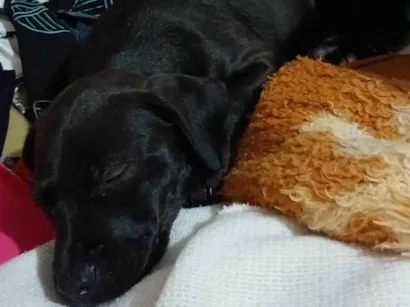 Cachorro raça SRD-ViraLata idade 2 a 6 meses nome Lunna 