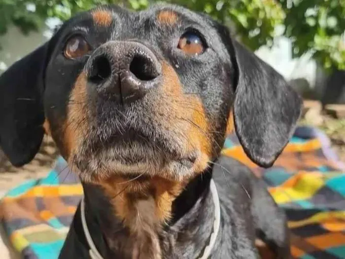 Cachorro ra a SRD-ViraLata idade 5 anos nome Camões 