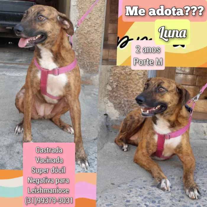 Cachorro ra a SRD-ViraLata idade 2 anos nome Luna