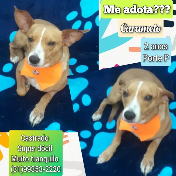 Cachorro ra a SRD-ViraLata idade 2 anos nome Caramelo