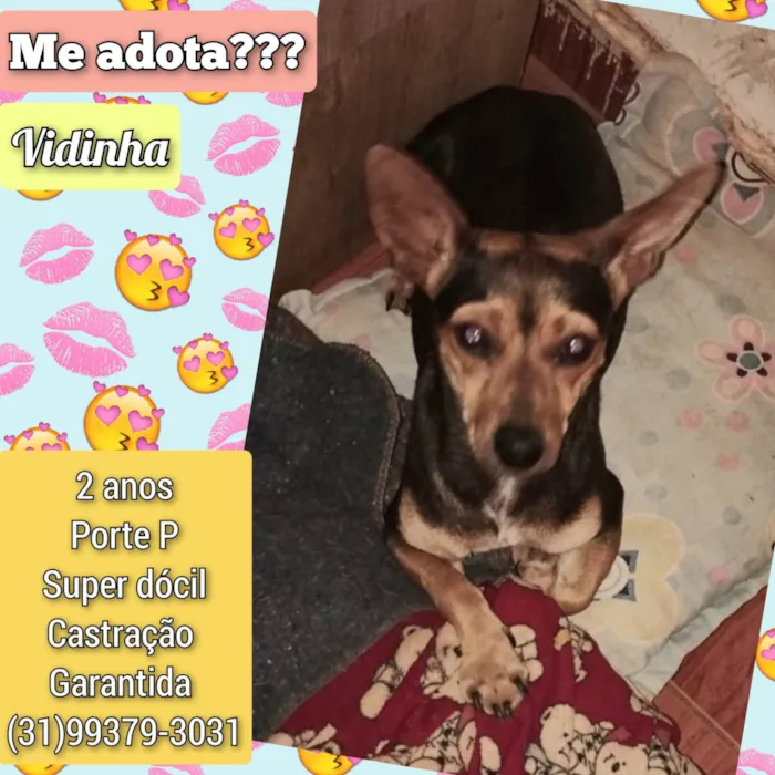 Cachorro ra a SRD-ViraLata idade 2 anos nome Vidinha