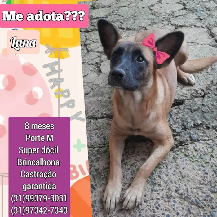 Cachorro ra a SRD-ViraLata idade 1 ano nome Luna