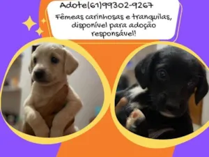 Cachorro raça SRD-ViraLata idade Abaixo de 2 meses nome Ainda não tem 