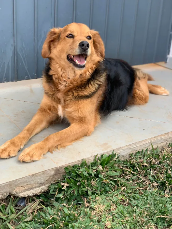 Cachorro ra a SRD-ViraLata idade 3 anos nome Lupan