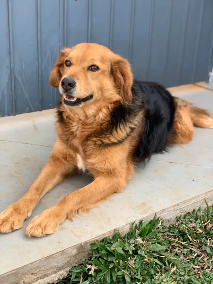 Cachorro ra a SRD-ViraLata idade 3 anos nome Lupan