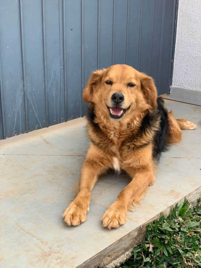 Cachorro ra a SRD-ViraLata idade 3 anos nome Lupan