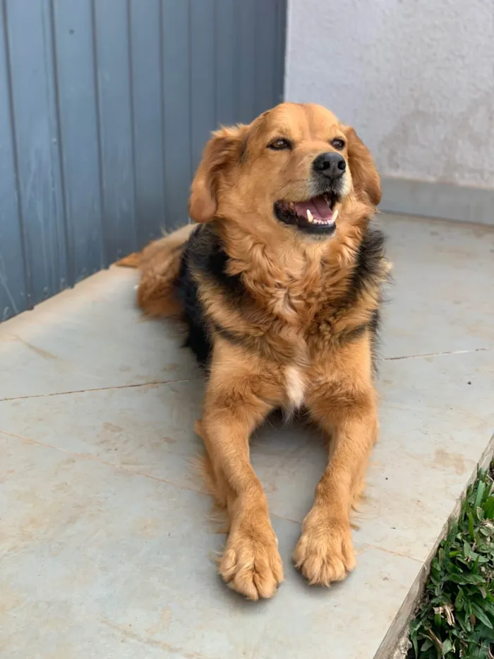 Cachorro ra a SRD-ViraLata idade 3 anos nome Lupan