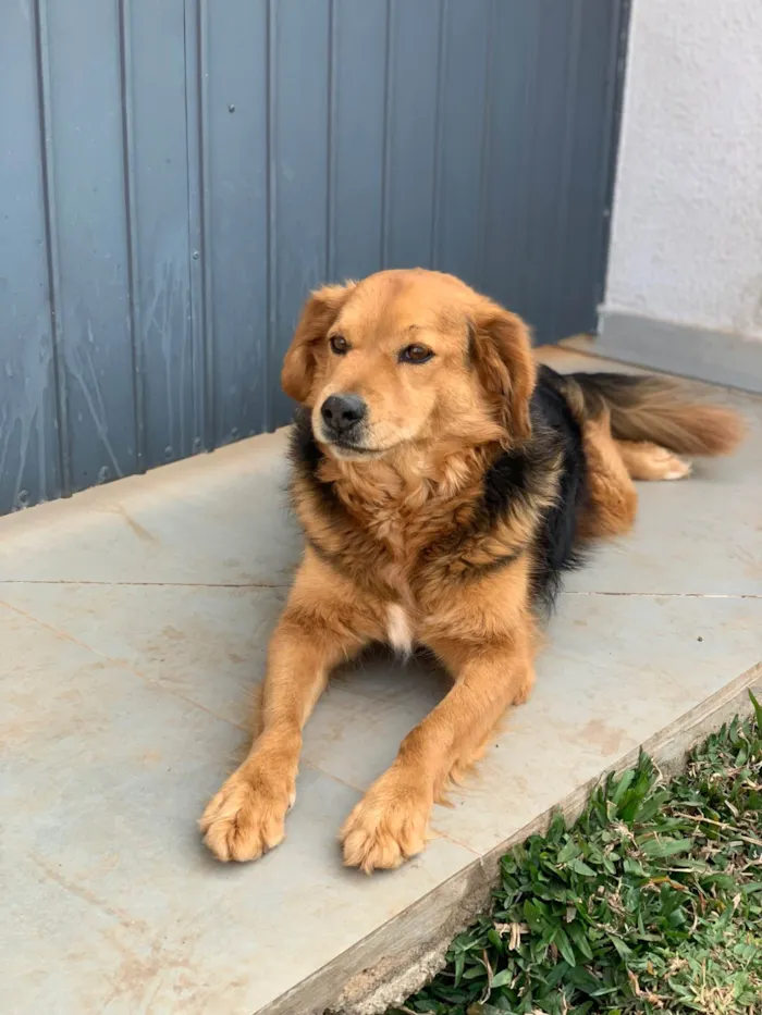 Cachorro ra a SRD-ViraLata idade 3 anos nome Lupan