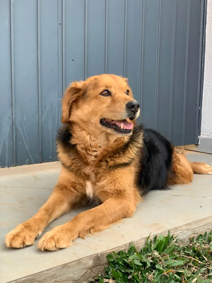 Cachorro ra a SRD-ViraLata idade 3 anos nome Lupan