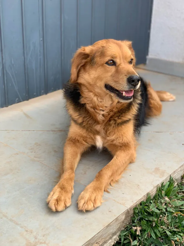 Cachorro ra a SRD-ViraLata idade 3 anos nome Lupan