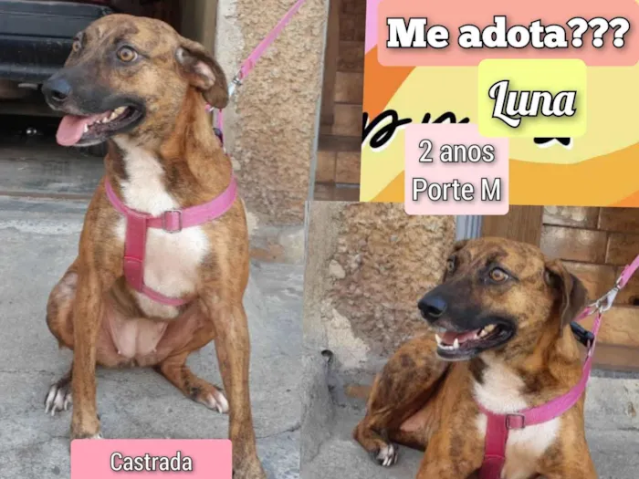 Cachorro ra a SRD-ViraLata idade 2 anos nome Luna