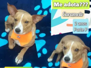 Cachorro raça SRD-ViraLata idade 2 anos nome Caramelo