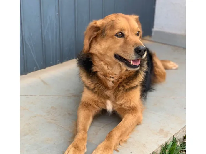 Cachorro ra a SRD-ViraLata idade 3 anos nome Lupan