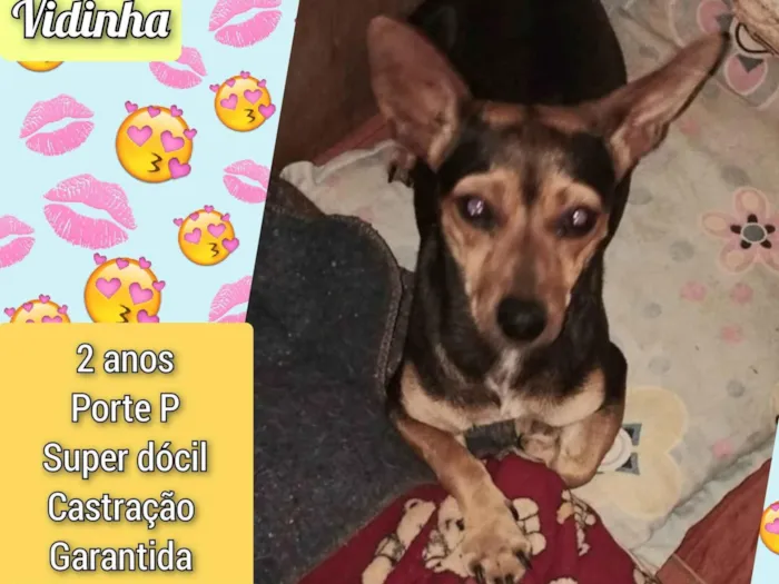 Cachorro ra a SRD-ViraLata idade 2 anos nome Vidinha