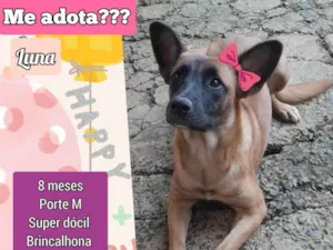 Cachorro raça SRD-ViraLata idade 1 ano nome Luna