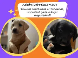 Cachorro raça SRD-ViraLata idade Abaixo de 2 meses nome Aínda não tem 