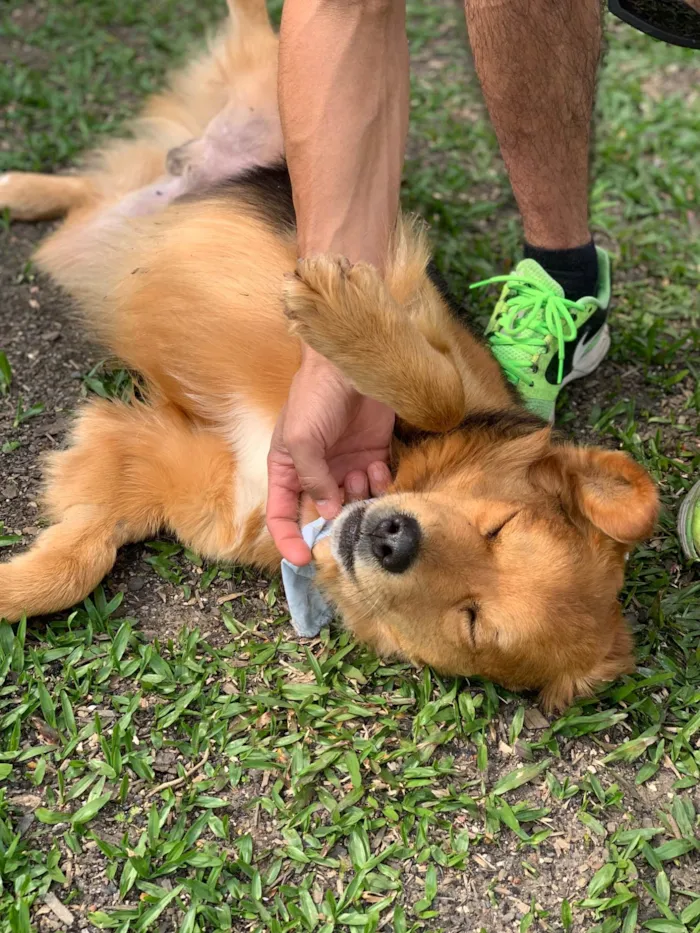 Cachorro ra a SRD-ViraLata idade 3 anos nome Lupan