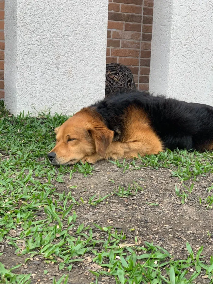 Cachorro ra a SRD-ViraLata idade 3 anos nome Lupan