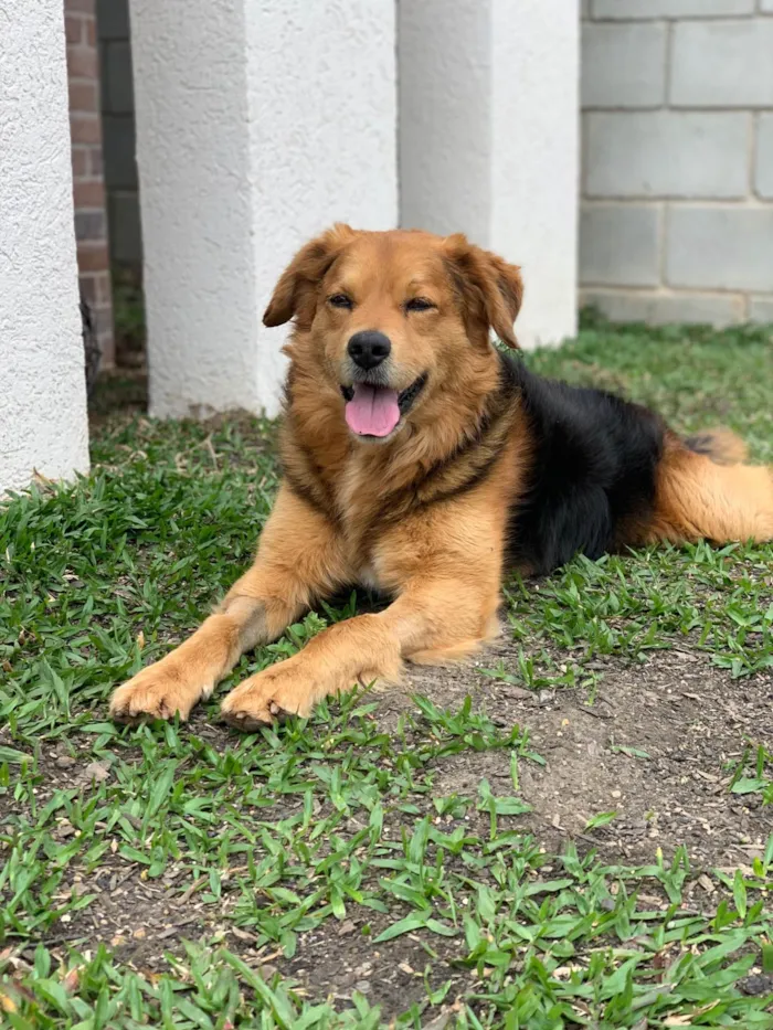 Cachorro ra a SRD-ViraLata idade 3 anos nome Lupan