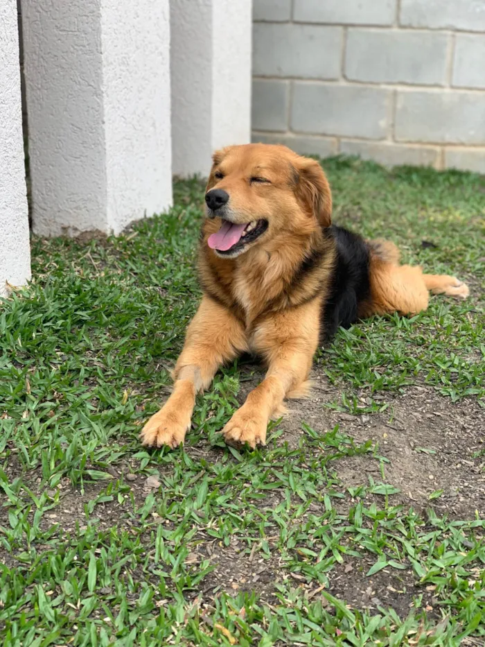 Cachorro ra a SRD-ViraLata idade 3 anos nome Lupan