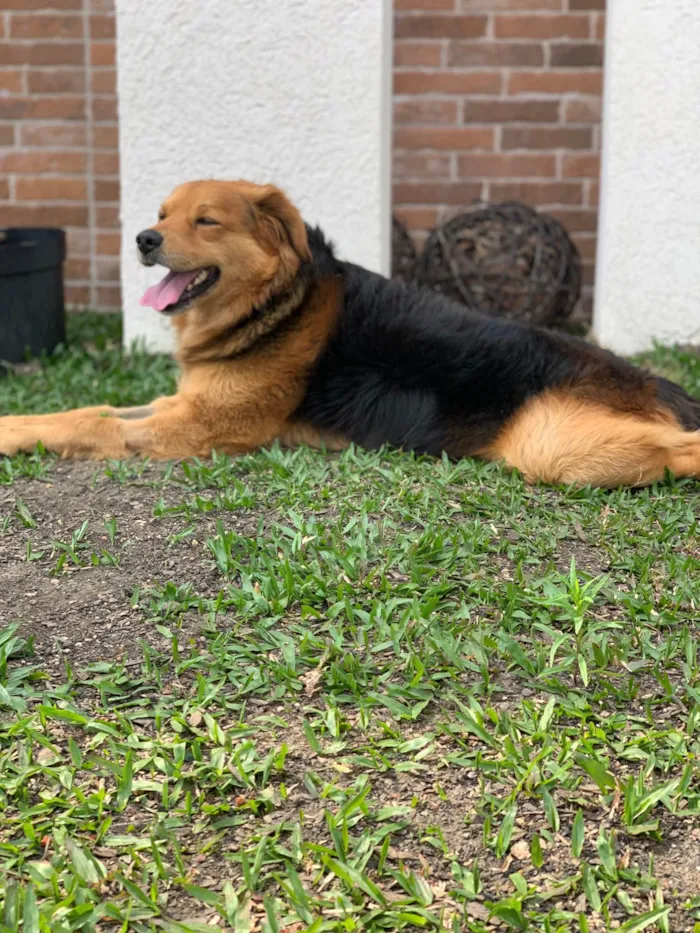 Cachorro ra a SRD-ViraLata idade 3 anos nome Lupan