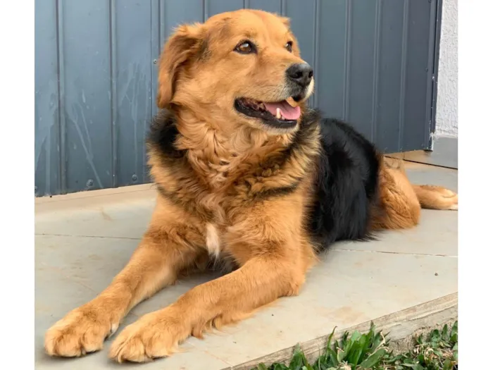 Cachorro ra a SRD-ViraLata idade 3 anos nome Lupan