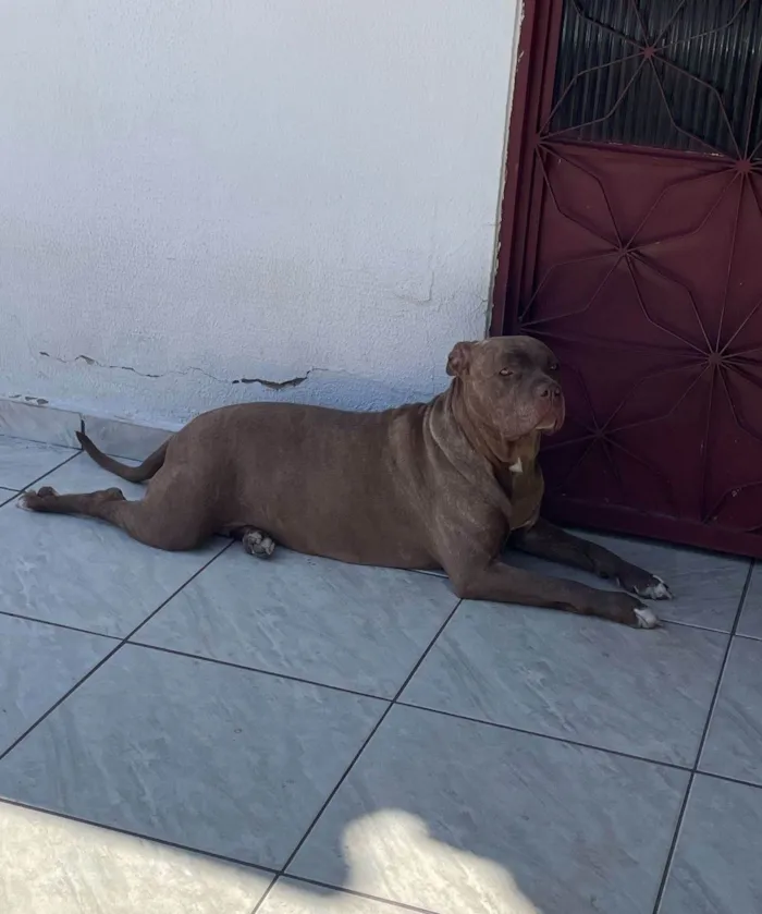 Cachorro ra a Pit-Bull idade 3 anos nome Sky