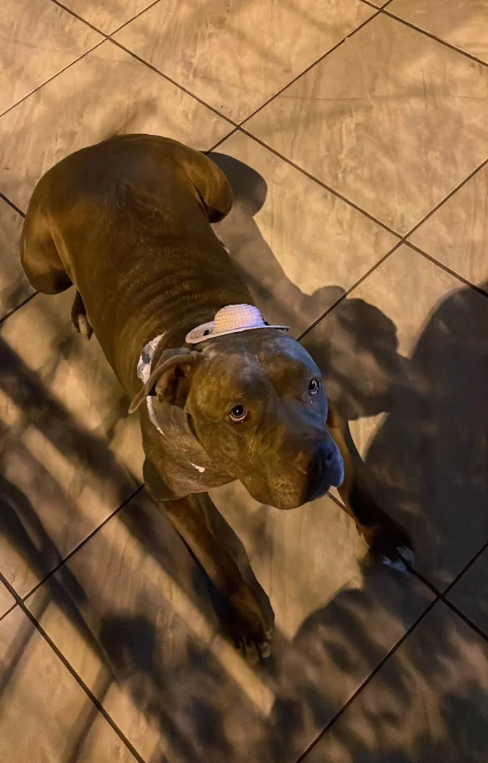 Cachorro ra a Pit-Bull idade 3 anos nome Sky