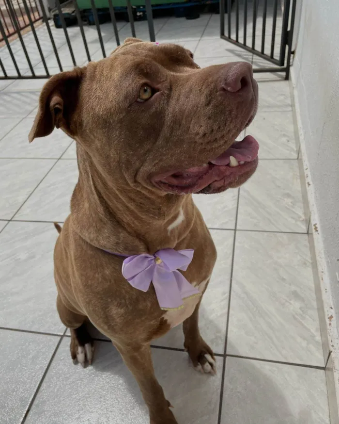 Cachorro ra a Pit-Bull idade 3 anos nome Sky