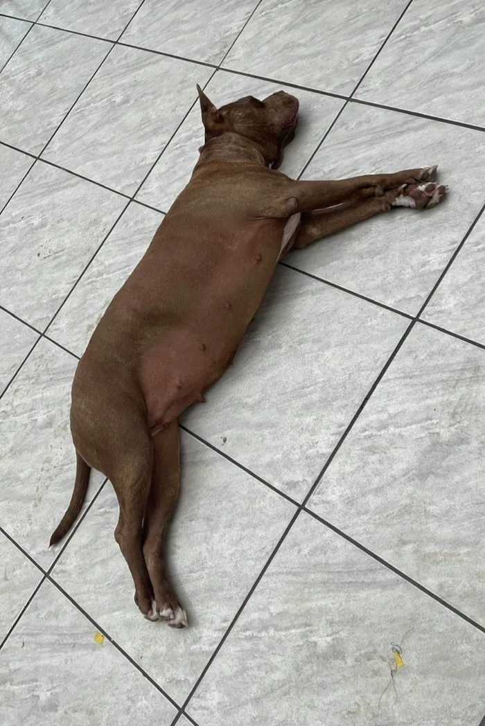 Cachorro ra a Pit-Bull idade 3 anos nome Sky